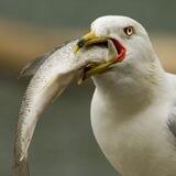 Ем Как Птичка🐥