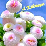 SAMIMIY USTOZLAR (KANAL)