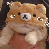 心心念念的猫