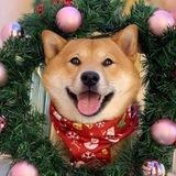 Доге 👉👈