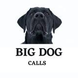 BigDog_Discuss_SAFU🔥