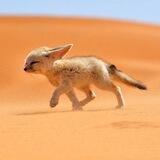 Desert $Fox
