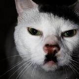 卐GatoNazi🐈‍⬛