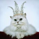 Bezo Cat - $PRINCESSSPRINKLES PORTAL