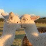 ️全网线报🐑羊毛白嫖推荐