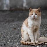 фу ты лох