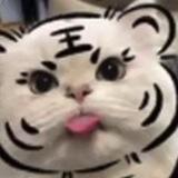 蛋壳工作日记