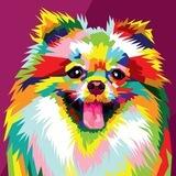 Baby Pomeranian