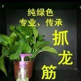 福田莉莉泰国古法抓龙筋，前高，皇室根浴.丝足，女王