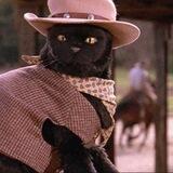 Котик за границей!