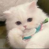 公群121 八戒代收