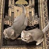 muslim💗🐱