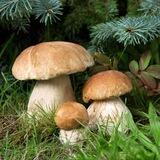 Pilze bestimmen, verarbeiten und vermehren 🍄🍄🍄