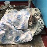 爱猫艺术鉴赏