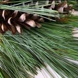NORTHEAST WHITE PINE NEEDLES