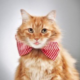 Кошачий Мир • Коты