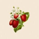 Berryfairy | بری‌فری شاپ🍓✨
