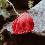 Zhakaw | ژاکاو