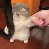 C罗直装