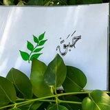 حَبَقْ🌿