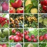 Мевали 🍎ва манзарали 🍏 кӱчатлар
