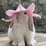 bunny!