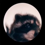 Pedro the Raccoon