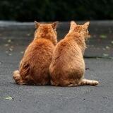 Два кота, четыре уха