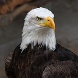 عقاب رانت🦅🦅