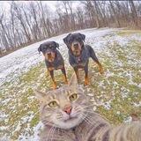 猫宁Q拉 《诚信》