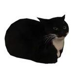 Maxwell The Cat Portal