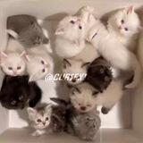 🐈𝐶𝑈𝑅𝑆𝐸