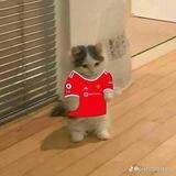 manchester is red