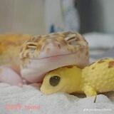 pepeq