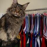 BG SHOP