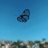 أرشيف الصور. 🦋