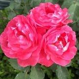 垚垚话术项目对接群🌹🌷🌷