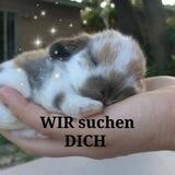 Retten🌸WIR🌸die Kaninchen🐇