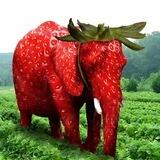 Strawberry Elephant (Entry Portal)