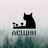 Tbilisi Cat Rescue || Сообщество «Леший Кот»