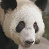 panda🇨🇳迎接丫丫（老熊猫项目方回归）