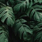 Рослини Для Саду 🌿