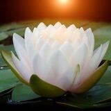莲花全防（晓曦旗下）