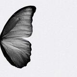 ~Bluetori!🦋