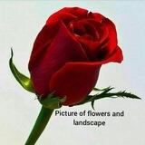 گل_منظرهFlowers. Scenery