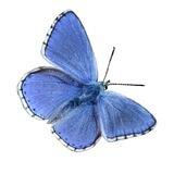🦋𝙉𝙖𝙩𝙪𝙧𝙨𝙘𝙝𝙪𝙩𝙯 𝘼𝙠𝙩𝙪𝙚𝙡𝙡🦋