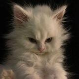 "little kitten<3