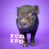МИНИ ПИГИ 🐷