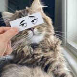 Усы,лапы и хвосты!!!