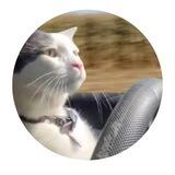 LOUIECAT WIFA WHIP